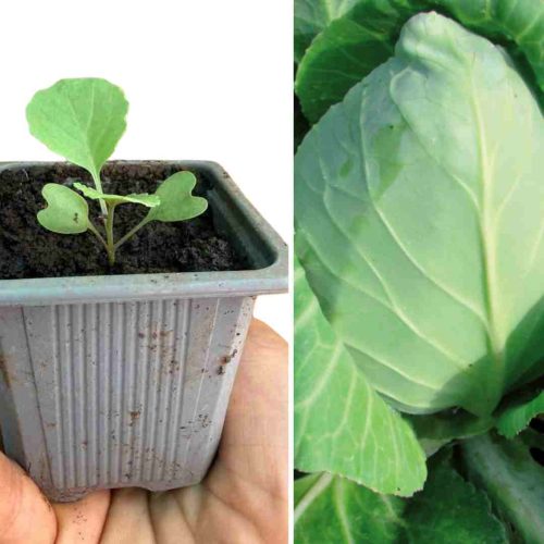 PLANT CHOU CABUS POINTU DE CHATEAURENARD