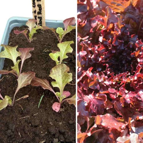 PLANT LAITUE A COUPER RED SALAD BOWL X 6