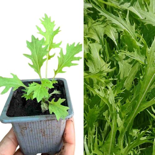 PLANT DE CHOU MIZUNA