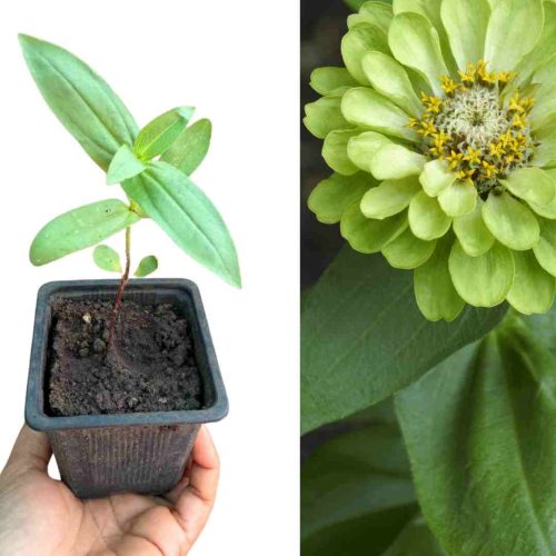 PLANT DE ZINNIA GREEN ENVY