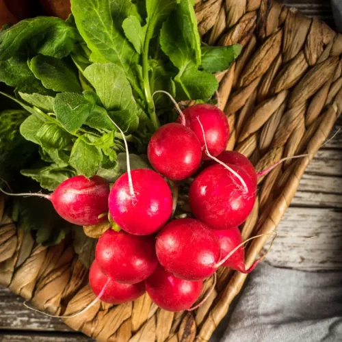 RADIS RONG ÉCARLATE