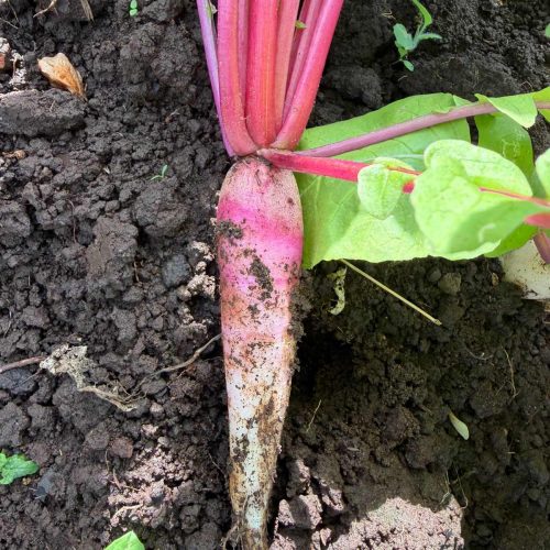 RADIS ROSE HIVER DE CHINE