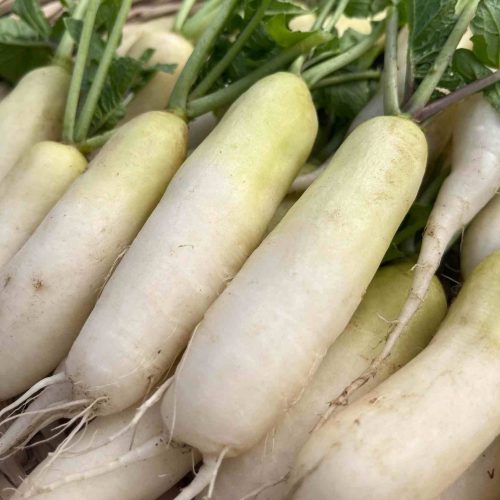 RADIS MINO EARLY | 250G