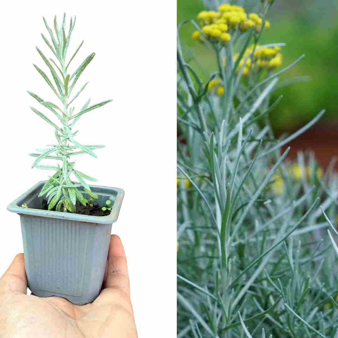 PLANT DE HELICHRYSE PLANTE CURRY