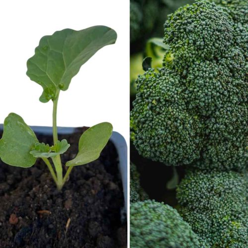 PLANT DE BROCOLIS