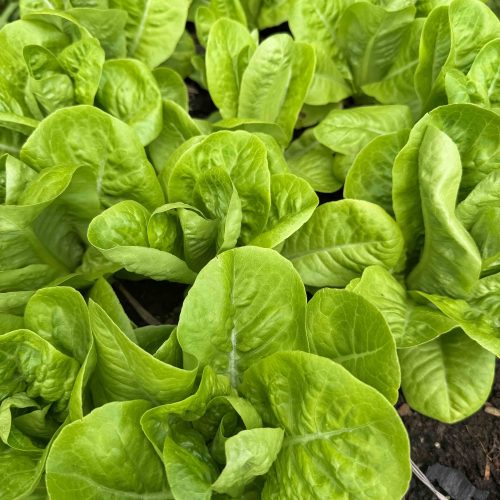 LAITUE ROMAINE