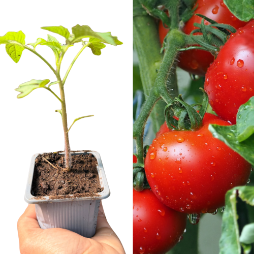 Plant de tomate Carioca