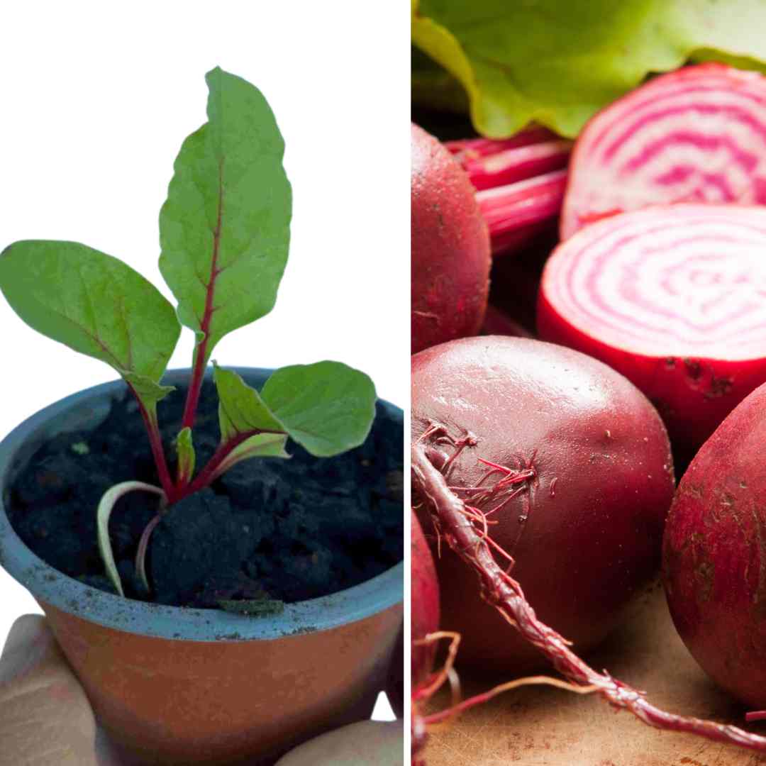 PLANT BETTERAVE CHIOGGIA