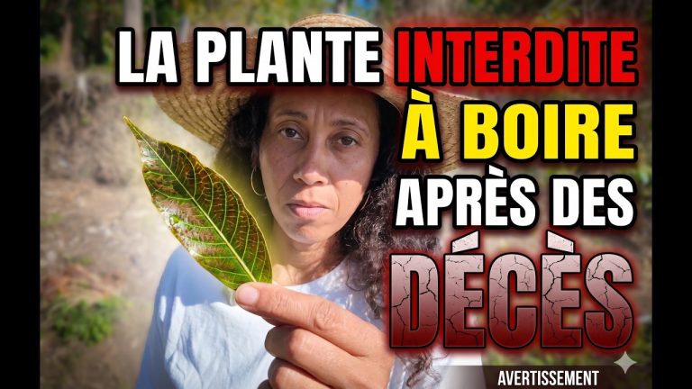 Consoude : la plante qui consolide les os… mais qu'il ne faut jamais boire