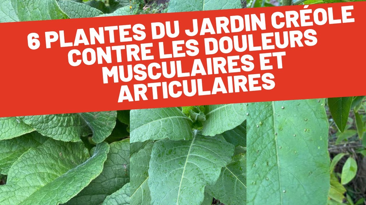 Douleurs musculaires et articulaires : les plantes du jardin créole qui soulagent