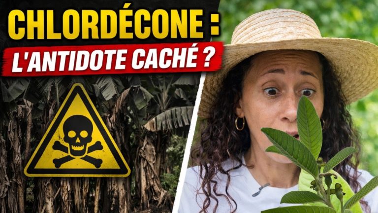 Feuilles de goyavier : ce que la science dit vraiment (et ce qu'elle ne dit pas encore)