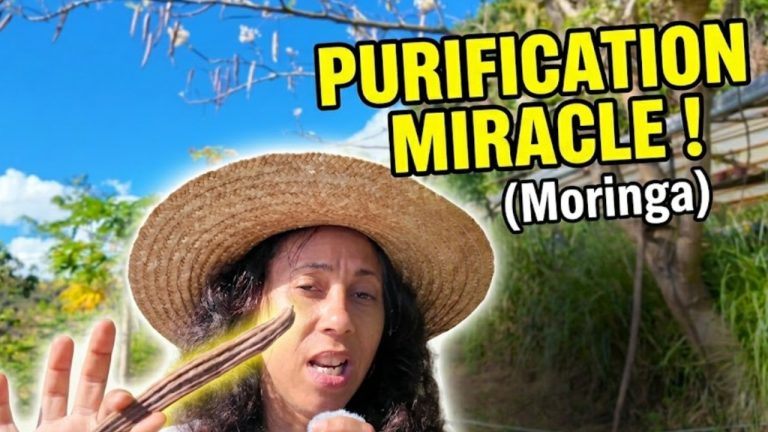 Graines de moringa : le purificateur d'eau naturel qui pousse dans nos jardins