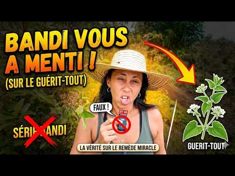 Guérit-tout : ce que Bandi montre, et ce que la plante fait vraiment