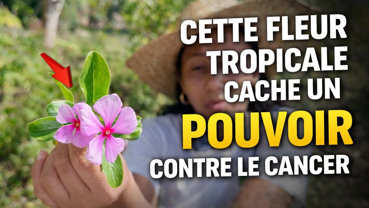 Pervenche de Madagascar : la petite fleur du jardin à l'origine de médicaments contre le cancer