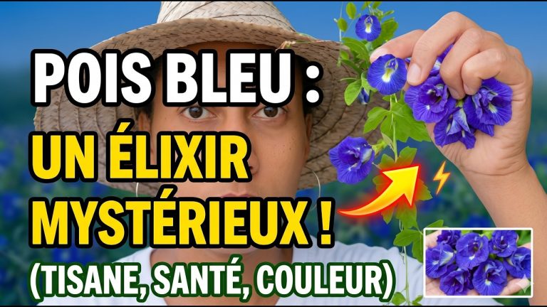 Pois bleu : la fleur caribéenne qui intéresse les neuroscientifiques