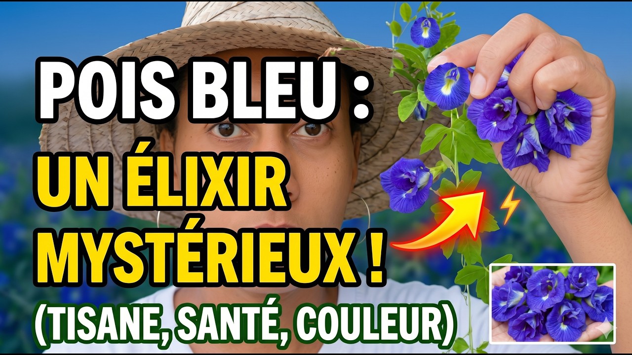 Pois bleu : la fleur caribéenne qui intéresse les neuroscientifiques